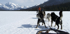 Q&A: What are some Dog Sledding Stories/Miracles/Rescues? 444679214 77a8fe1b1f m Q&A: What are some Dog Sledding Stories/Miracles/Rescues?