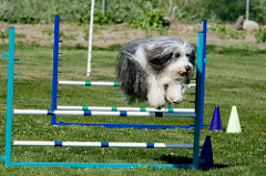 Small Dog Clothing for the Sports Fan 2366784948 46ed011fd2 m Small Dog Clothing for the Sports Fan