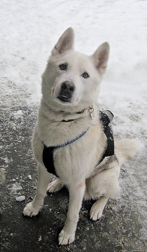 Nice Siberian Husky photos 2216360814 9d727cdc95 Nice Siberian Husky photos