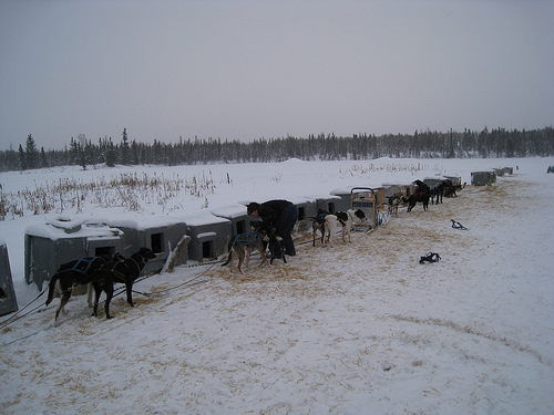 Dog Sledding 4223086061 67a143fb4e Dog Sledding