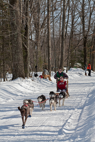 Nice Sled Dog Racing photos 4379835718 a83c9b9d41 Nice Sled Dog Racing photos
