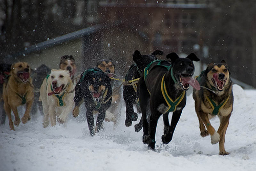 Sled Dogs #8 1 2299509073 b916ab3006 Sled Dogs #8 1