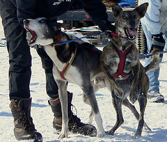 Tough Dogs and Leather Dog Collars 2621149660 6449d4b307 m Tough Dogs and Leather Dog Collars