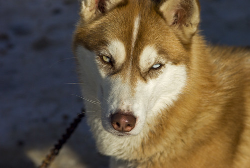 Elkford Sled Dog Races 3216532149 0aa5ce0ece Elkford Sled Dog Races