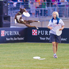 Dog Sports 9 Sports That You Can Enjoy With Your Mixed Breed Or Purebred 5831085623 8051581d6b m Dog Sports 9 Sports That You Can Enjoy With Your Mixed Breed Or Purebred