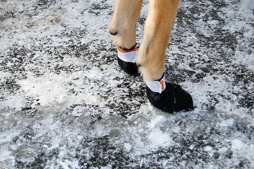 Nice Sled Dog Racing photos 4336581956 59722b0979 Nice Sled Dog Racing photos