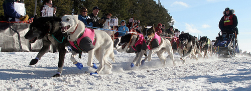 Upper Peninsula Sled Dog Race 5402908819 8f7dd29108 Upper Peninsula Sled Dog Race