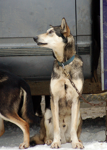 Nice Dog Sports photos 5478066839 f0239a85e5 Nice Dog Sports photos