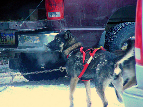 Iditarod 2011 5504109186 3d63ae4e31 Iditarod 2011