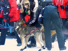 The Three Different Types of Poodles 5504124424 5bcc24ed9a m The Three Different Types of Poodles