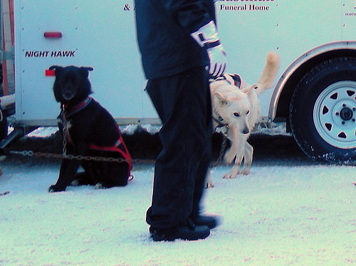 Iditarod 2011 5504113968 eeb1716cbe Iditarod 2011