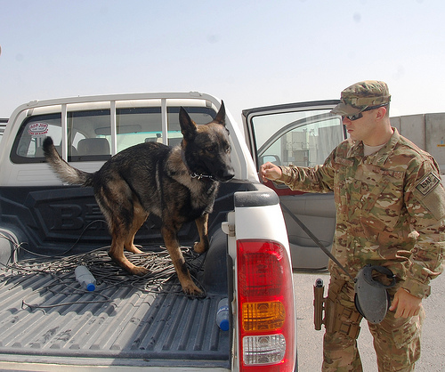 Nice Working Dog photos 6084833988 88134450c3 Nice Working Dog photos