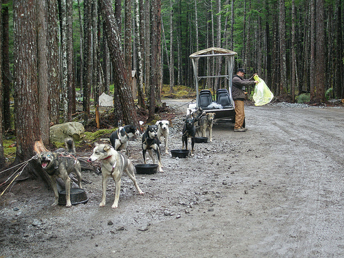 Dog Sledding Camp 6125436111 3758384657 Dog Sledding Camp