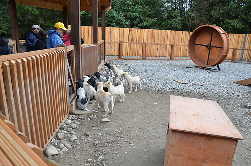 Nice Dog Sledding photos 6126001084 dca63247ea Nice Dog Sledding photos