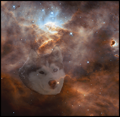 Siberian Husky 272701377 1f51cf2a55 Siberian Husky