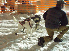 What is Alaska like in spring? Can i have any extra information on sled dog racing? 374706390 568b0c73da m What is Alaska like in spring? Can i have any extra information on sled dog racing?