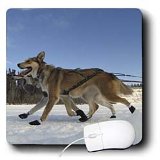 Krista Funk Creations Sled Dogs Yukon Quest Sled Dogs on the Takhini River Mouse Pads Reviews 31RSBeMTkiL. SL160 Krista Funk Creations Sled Dogs Yukon Quest Sled Dogs on the Takhini River Mouse Pads Reviews