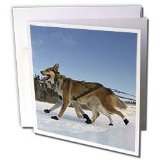Krista Funk Creations Sled Dogs Yukon Quest Sled Dogs on the Takhini River Greeting Cards 6 Greeting Cards with envelopes 31qxNkUQ83L. SL160 Krista Funk Creations Sled Dogs Yukon Quest Sled Dogs on the Takhini River Greeting Cards 6 Greeting Cards with envelopes