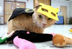 Supurr Friends for Felines in Salt Lake City; Best Friends Helps Cat Crusaders Spring to Action, Advance Adoptions gI 44731 ACatman1a Supurr Friends for Felines in Salt Lake City; Best Friends Helps Cat Crusaders Spring to Action, Advance Adoptions