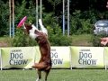 Brněnské psí dny 2011 DogFrisbee SLOW MOTION MOVIE by www.DogSports.cz default Brněnské psí dny 2011 DogFrisbee SLOW MOTION MOVIE by www.DogSports.cz