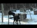 Feeding Sled Dogs default Feeding Sled Dogs