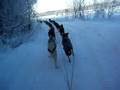 18 sled dogs over 20 mph!!! default 18 sled dogs over 20 mph!!!