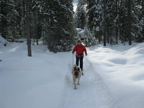 skiijoring skiijoring A moment with Jack Beckstrom on building sleds