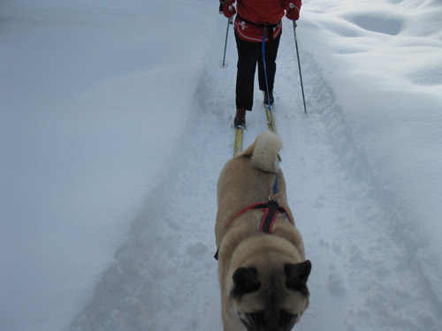 sledpic sledpic A moment with Jack Beckstrom on building sleds