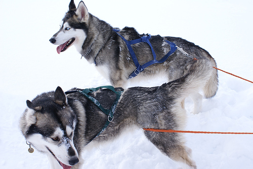 431778423 28ecbfaad8 Cool Siberian Husky images