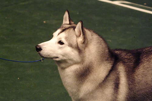 392552755 9754b6e0a2 Siberian Husky Puppy