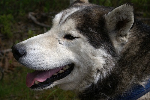 506189347 4cfd53f719 Cool Siberian Husky images