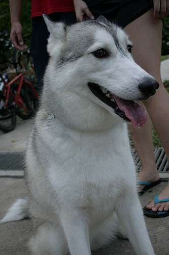 2270455387 000f9e900c Nice Siberian Husky photos