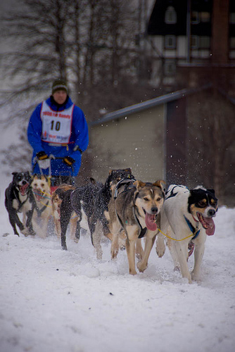 2300304300 d211741815 Sled Dogs of Denali NP