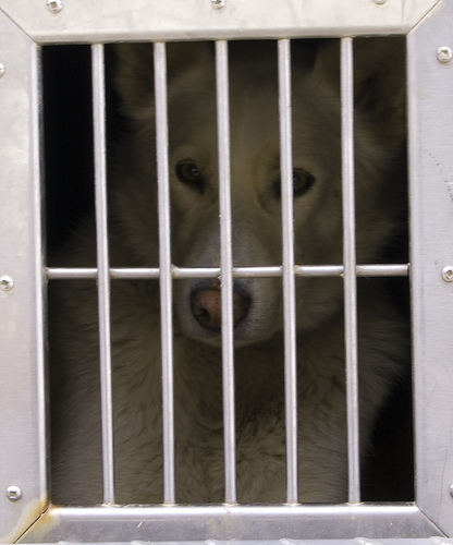 444679880 8a06fcc742 Nice Sled Dog photos