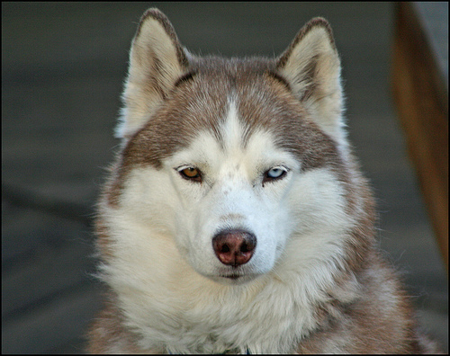 2502499215 a83c79df1f Cool Siberian Husky images