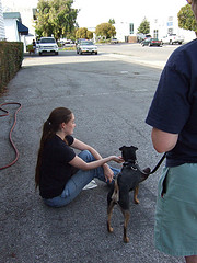 3868158958 f6280cf79f m Is it too late to train my dog now?