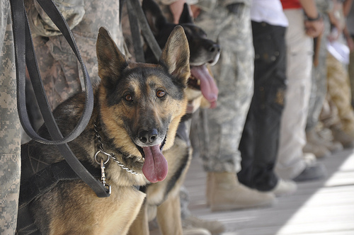 4068945550 02b4bfa959 Honoring military working dogs