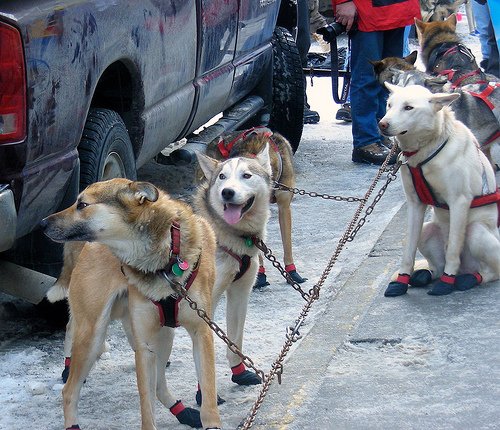 4412630887 5055f4bf0f Iditarod 2010 ceremonial start