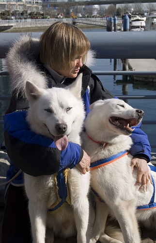 4381604684 1cb5b71a1b Sled dogs in Yaletown