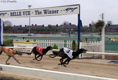 2608211073 c458afe12c m What sports would my dog be good at?