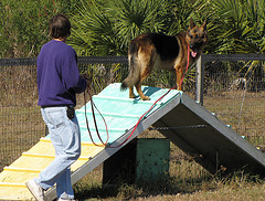 3225964736 bd4fea9144 m Dog Behavior Training   How Much Does Professional Dog Training Cost?