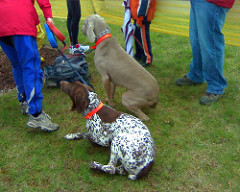 2665537663 c1e24bc9ca m Need a list of Dog sports besides showing, agility and obedience.?