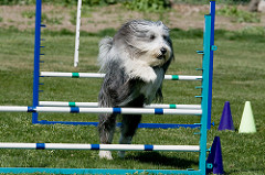 2366784590 2f58aa4605 m Q&A: Are there official dog water sports I could get my dog into?