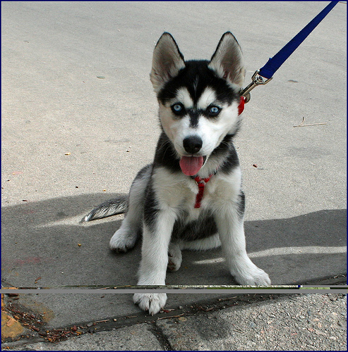 3321881513 a241968d6d Siberian Husky Puppy