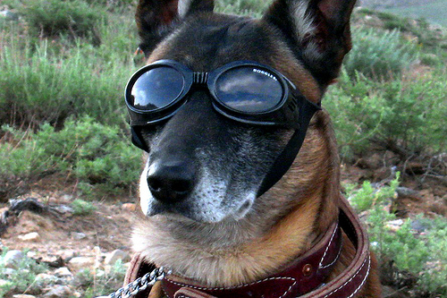 4621703638 8fab4684cf Doggles for military working dog