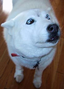 9610034 28cb969544 Brown Fang