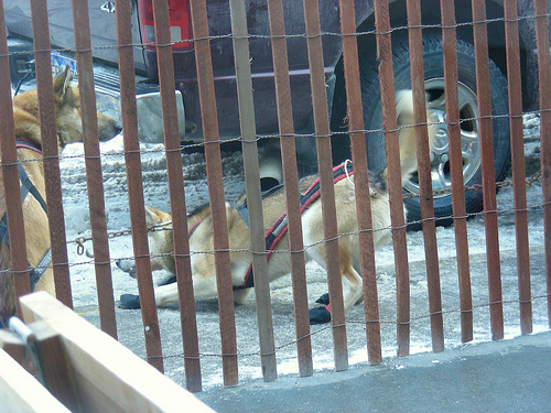4413398472 701b961cc2 Iditarod 2010 ceremonial start