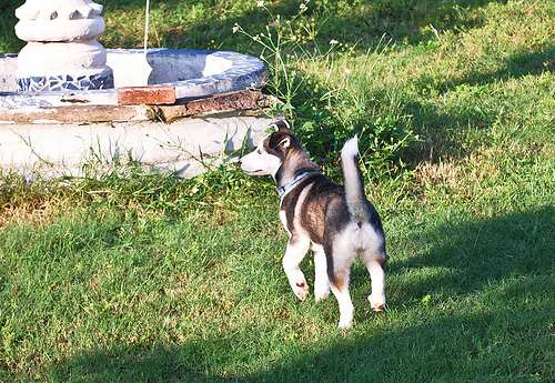 5004387116 f6be4c789e Cool Siberian Husky images