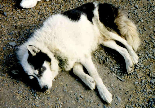 126634296 0b7d387d84 Sled dogs in Yaletown