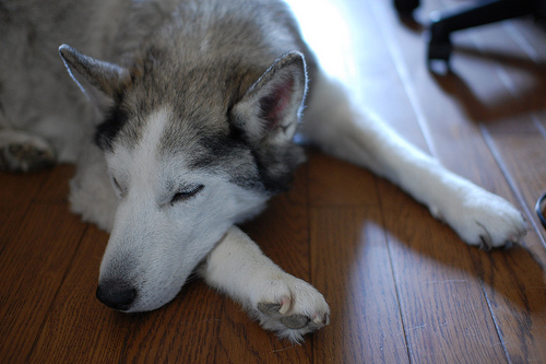 5380039504 03875707f3 Cool Siberian Husky images